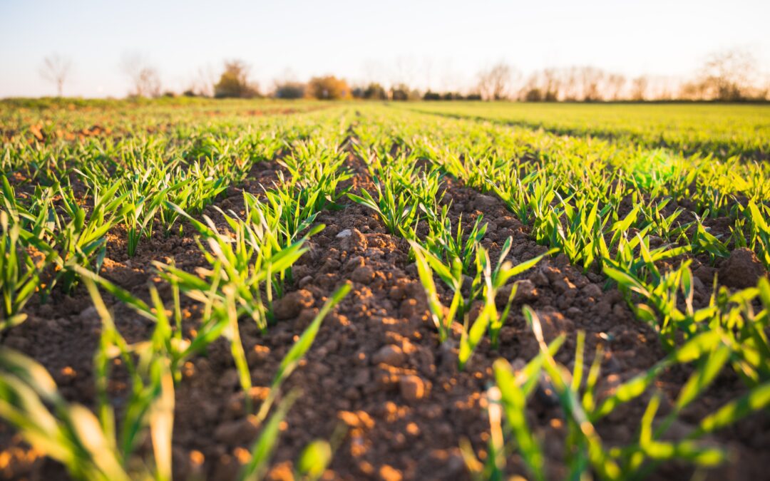 Agricultural Industry in Mohave County