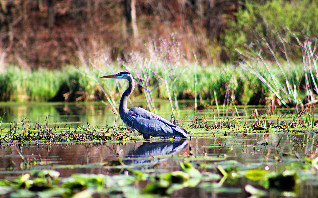 Supreme Court Ruling Limits EPA’s Wetlands Authority