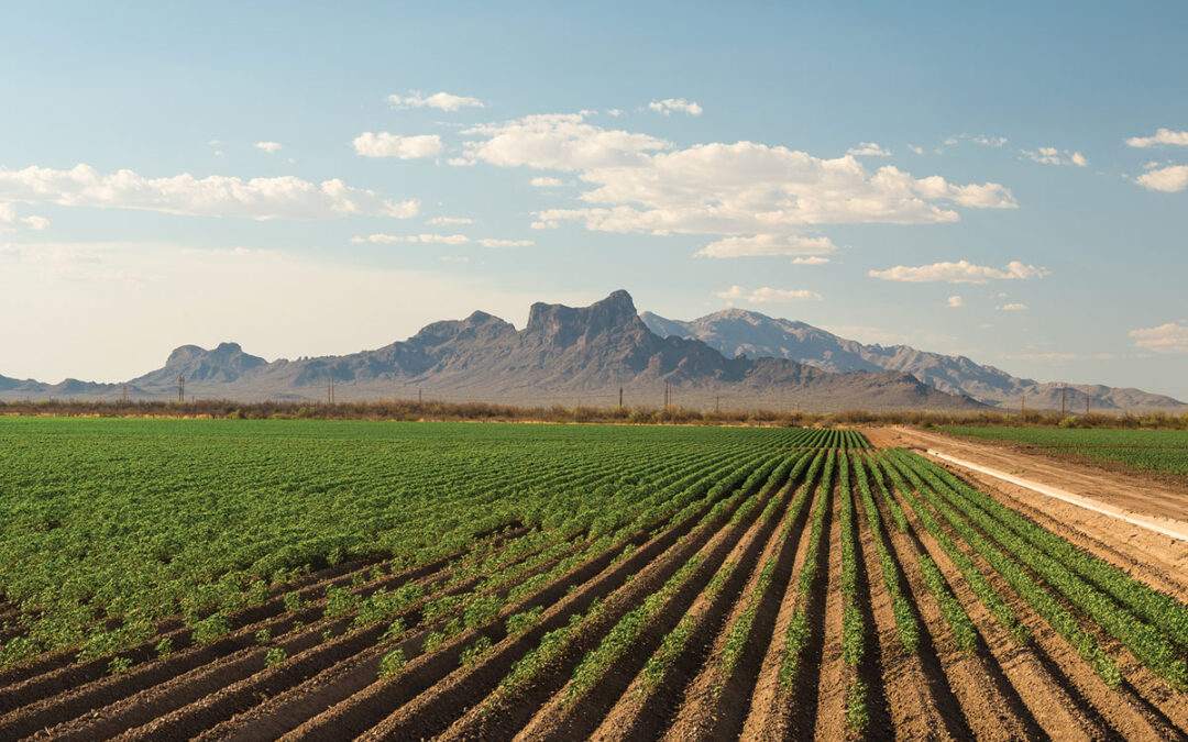 Arizona politician fights for farm workers’ safety amid record heat wave